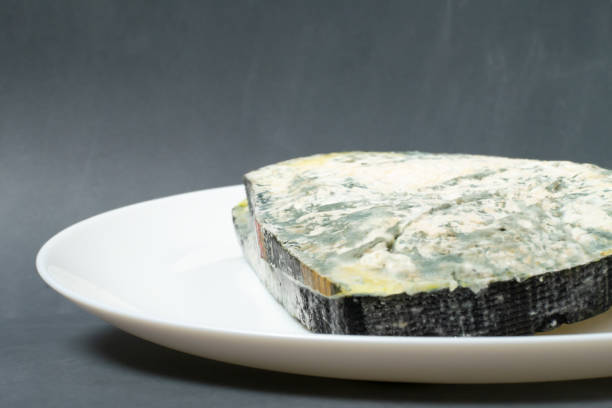 Several pieces of spoiled cheese on a white plate on a gray background. Food waste concept. Horizontal orientation. Copy space.