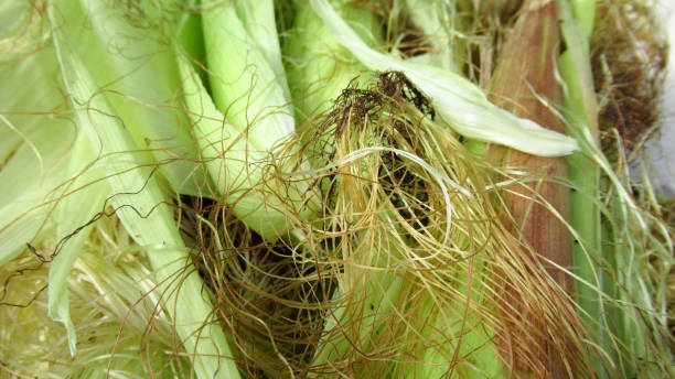 istock A lot of sweet corn husks and silks collected on the table 1284375371