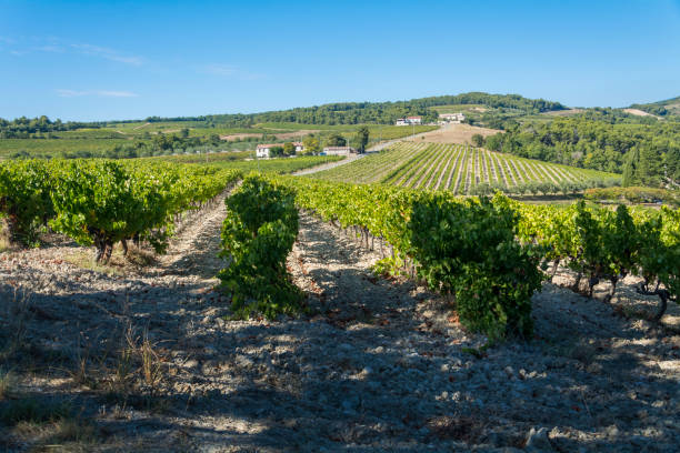 istock Vines in the Rhone Valley, France 1284375563