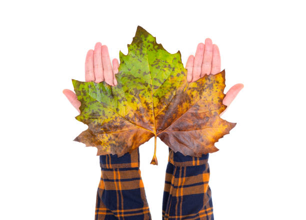 istock Huge maple leaf on female hands. Top view, isolated on white. 1284377850