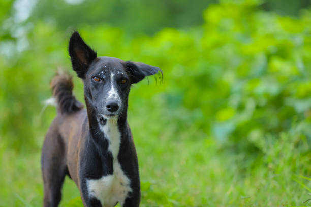istock Black indian dog in farm 1284379878
