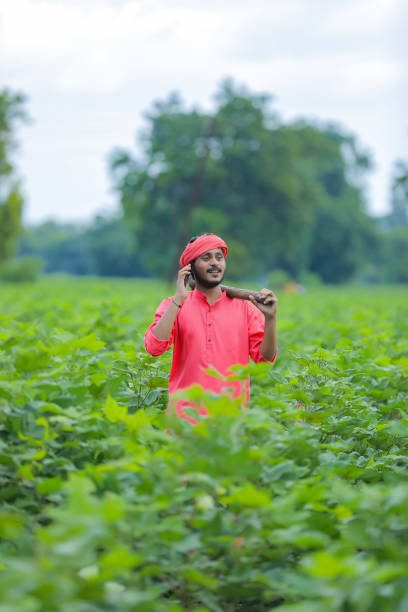 istock Young indian farmer using smartphone in green cotton field 1284380605