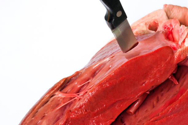 牛肉の心臓。ステンレス鋼で作られたナイフ、心臓に刺さった、マクロ。白い背景に牛肉の心臓に刺さったナイフ、コピースペース - meat raw beef love ストックフォトと画像