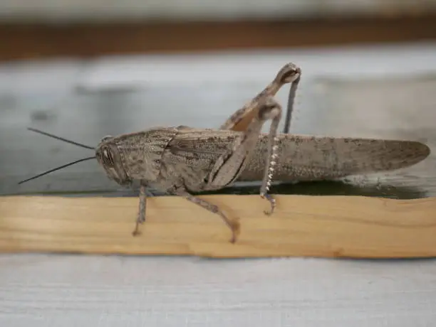 Photo of Macrophotograph of a large gray migratory locust Locusta migratoria on a wooden Board on a gray background on a Sunny summer day. Agricultural pests of the family erectus in their natural habitat.
