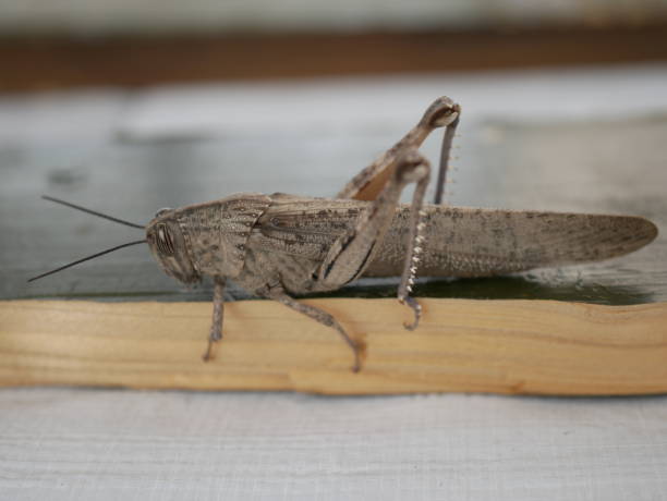 macrophotograph of a large gray migratory locust locusta migratoria on a wooden board on a gray background on a sunny summer day. agricultural pests of the family erectus in their natural habitat. - locust imagens e fotografias de stock
