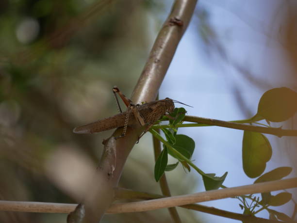 makrofotografia duża szara szarość wędrowna miażdżyca na gałęzi eukaliptusa pożera liście w słoneczny letni dzień. szkodniki rolnicze ortoptera w ich naturalnym środowisku. - locust invasion zdjęcia i obrazy z banku zdjęć