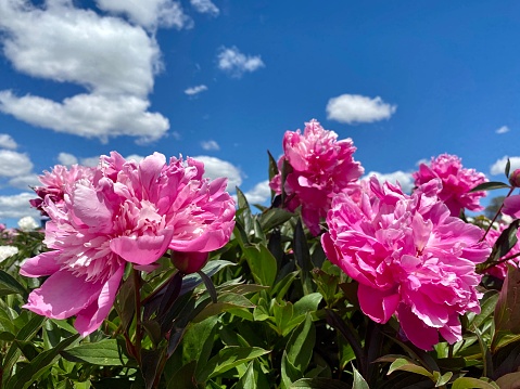 Closeup of a beautiful vibrant group of vibrant pink peonies flowering on shrubs under a blue sky with fluffy white clouds on a sunny day in Spring