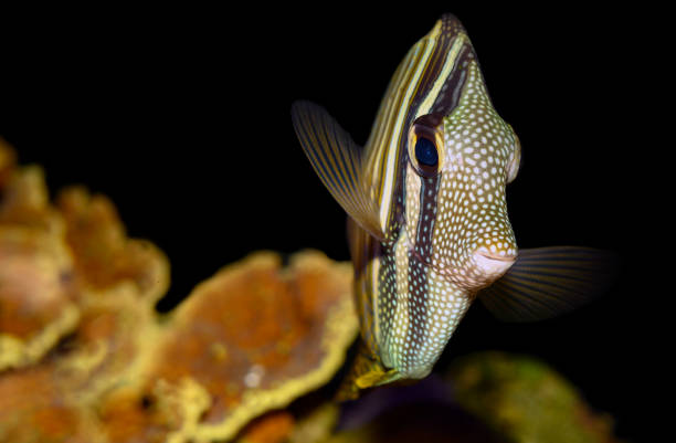 istock A beautiful marine coral fish Zebrasoma veliferum 1284384900