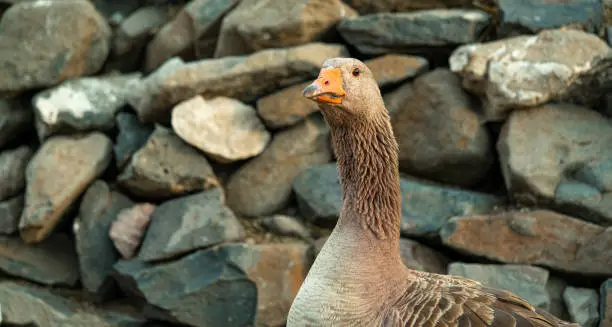 Photo of Portrait photo of geese face stock photo