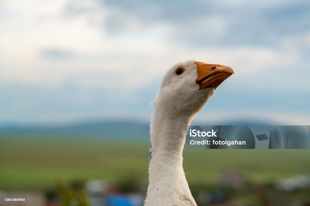 Portrait photo of geese face stock photo goose, landscape, group , village Goose Meat Stock Photo
