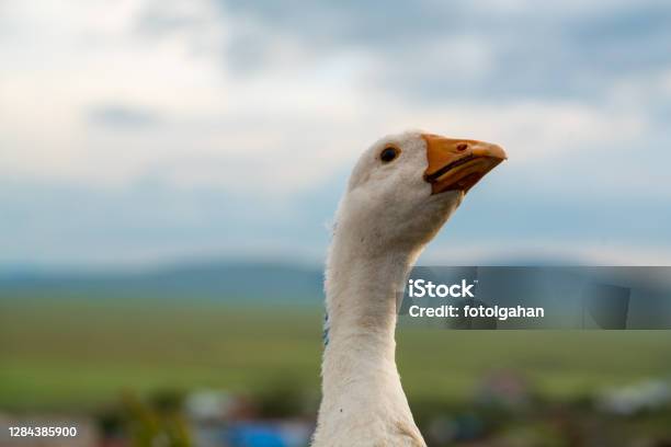 Portrait Photo Of Geese Face Stock Photo Stock Photo - Download Image Now - Goose Meat, Goose - Bird, Agriculture