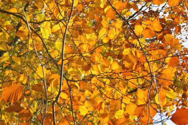 istock Colourful autumn leaves. 1284386042