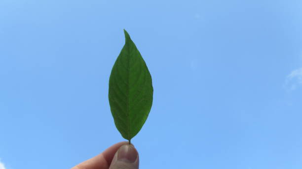 istock Close up young man hand holding green leaf against blue cloudy sky 1284386195