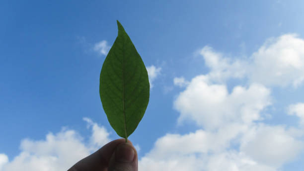 istock Close up young man hand holding green leaf against blue cloudy sky 1284386196