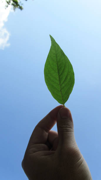 istock Close up young man hand holding green leaf against blue cloudy sky 1284386198