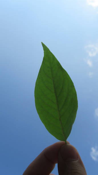 istock Close up young man hand holding green leaf against blue cloudy sky 1284386221
