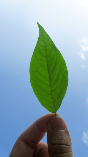 istock Close up young man hand holding green leaf against blue cloudy sky 1284386223