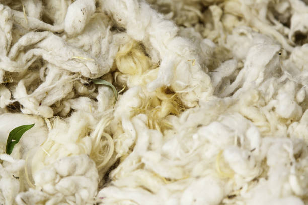 istock Detail of freshly cut virgin wool 1284386892