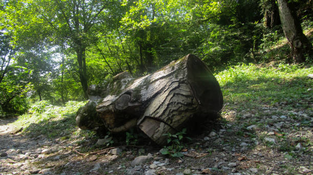 istock Single tree stump in the middle of the Caucasian forest 1284386934