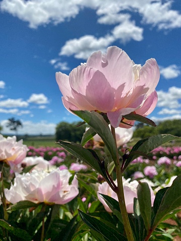 Closeup photo of a group of beautiful vibrant pastel pink peonies growing in a garden on a flower farm in country NSW under a blue sky with white clouds on a sunny sunny day in Spring