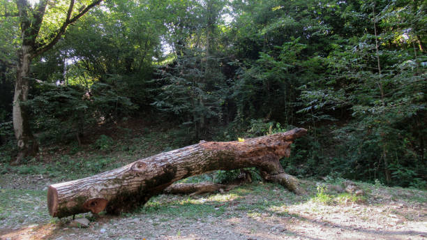 istock Single big tree stump, dead tree laying on the green grass forest ground 1284387276