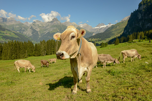 Herd of cows grazing at Gerschnialp above Engelberg in the Swiss alps