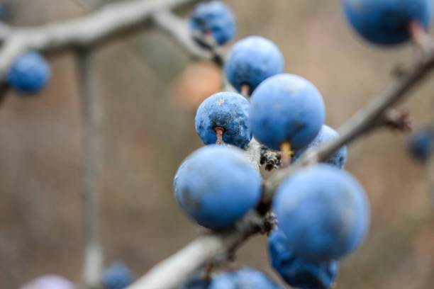 Wild plum in the forest