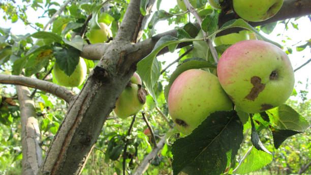istock Red-green ripe apples on a tree branch 1284387453