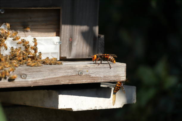 istock Japanese giant vespas  are attacking a beehive. 1284388487