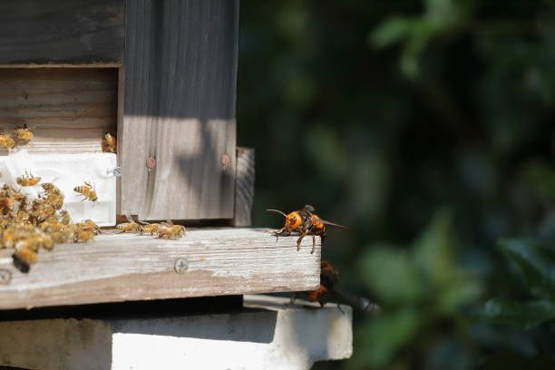 istock Japanese giant vespas  are attacking a beehive. 1284388512