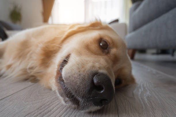 Sad golden retriever. Portrait of a dog.
