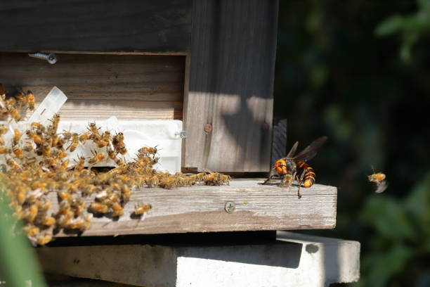 istock Japanese giant vespas  are attacking a beehive. 1284388553