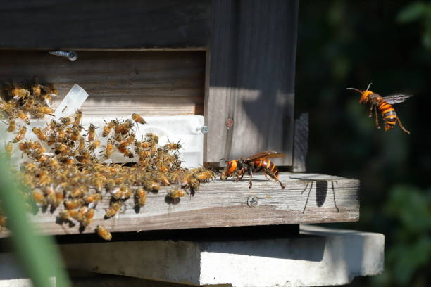 istock Japanese giant vespas  are attacking a beehive. 1284388562