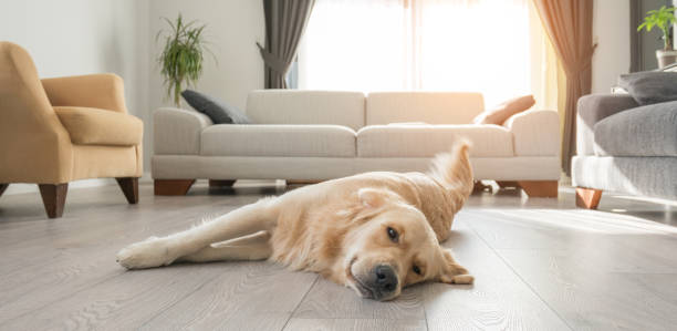 golden retriever annoiato appoggiato sul soggiorno. - lying on the floor foto e immagini stock