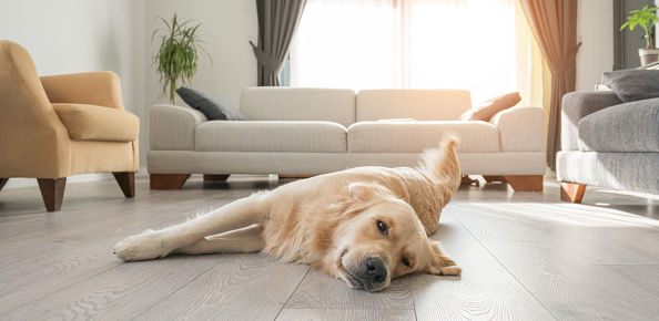 Bored golden retriever resting on the living room.lying on the floor.