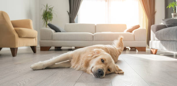 Bored golden retriever resting on the living room. Bored golden retriever resting on the living room.lying on the floor. lying down stock pictures, royalty-free photos & images