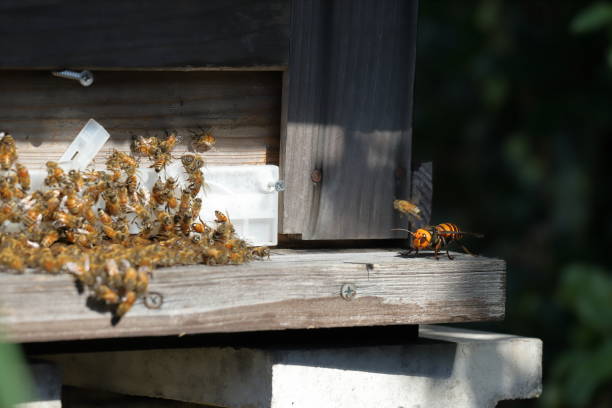 istock Japanese giant vespas  are attacking a beehive. 1284388576