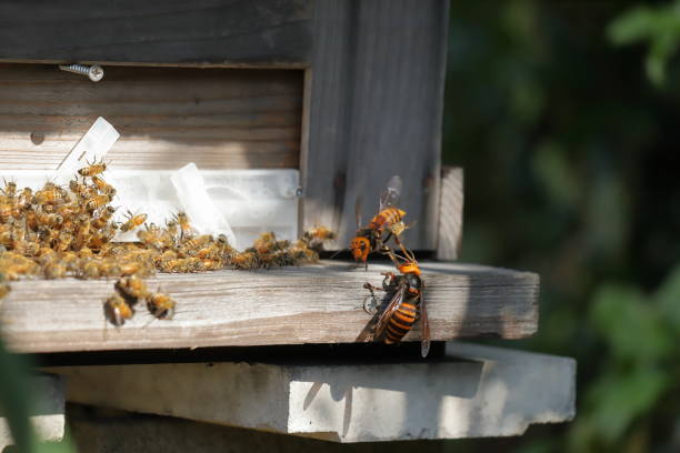 istock Japanese giant vespas  are attacking a beehive. 1284388594