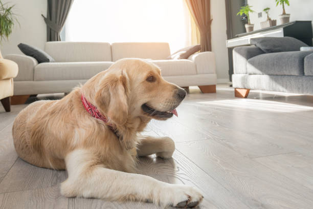 istock Bored golden retriever resting on the living room. 1284388607