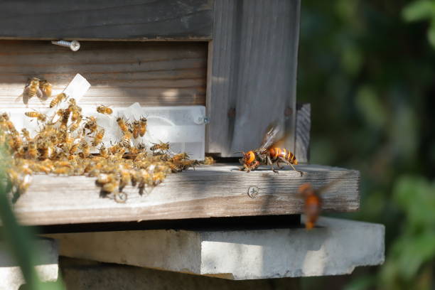 istock Japanese giant vespas  are attacking a beehive. 1284388610