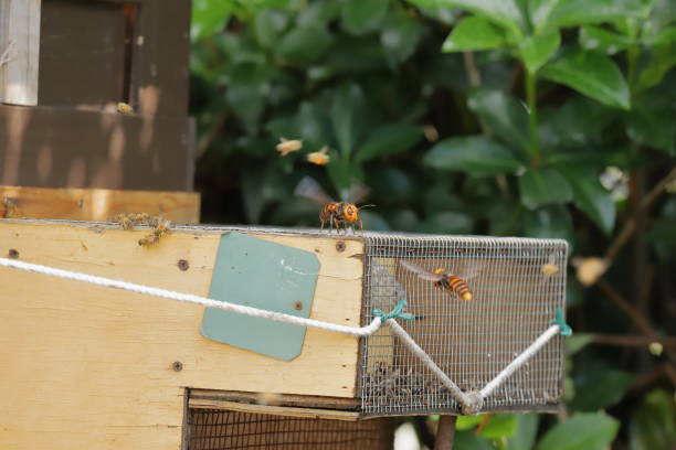 istock Japanese giant vespas  are attacking a beehive. 1284388638