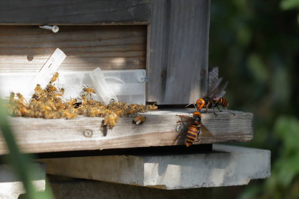 istock Japanese giant vespas  are attacking a beehive. 1284388680