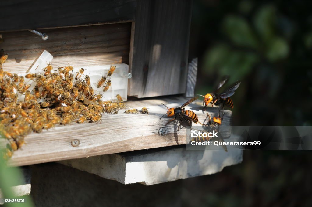 Japanese giant vespas  are attacking a beehive. Vespas are attacking a beehive. A beehive is an enclosed, man-made structure in which some honey bee species of the subgenus Apis live and raise their young. Hornet Stock Photo
