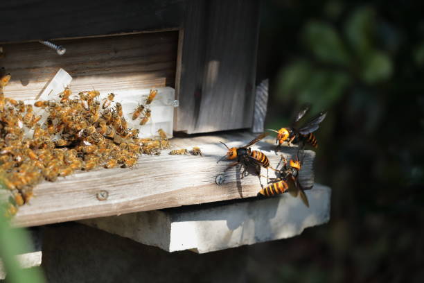 Japanese giant vespas  are attacking a beehive. Vespas are attacking a beehive. A beehive is an enclosed, man-made structure in which some honey bee species of the subgenus Apis live and raise their young. wasp photos stock pictures, royalty-free photos & images