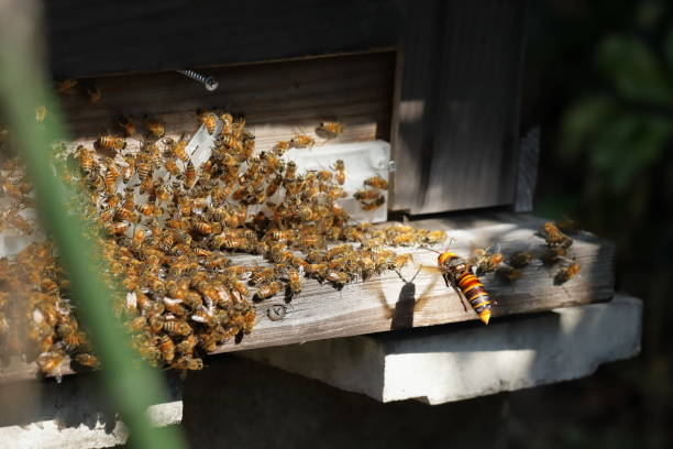 istock Japanese giant vespas  are attacking a beehive. 1284388710