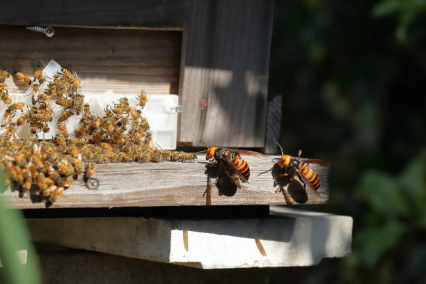 istock Japanese giant vespas  are attacking a beehive. 1284388723