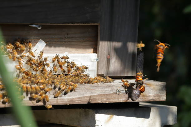 istock Japanese giant vespas  are attacking a beehive. 1284388747