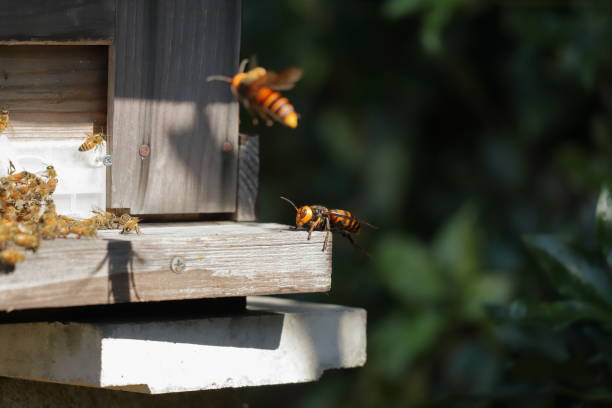 istock Japanese giant vespas  are attacking a beehive. 1284388758