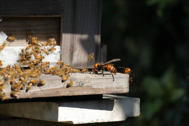 istock Japanese giant vespas  are attacking a beehive. 1284388778