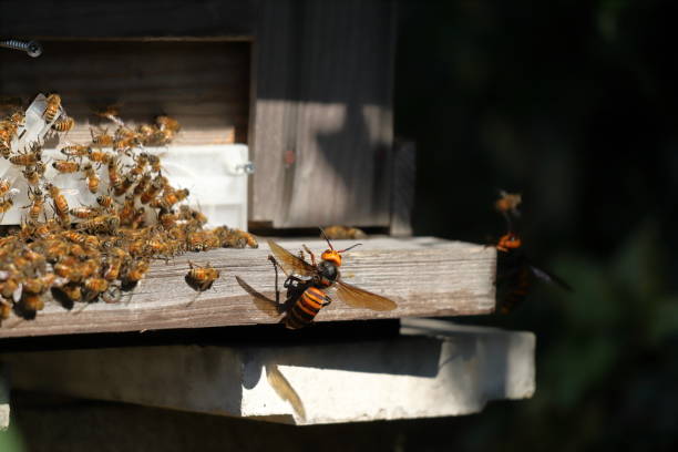 istock Japanese giant vespas  are attacking a beehive. 1284388790